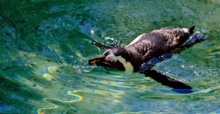 2026_03_24_AA_Oceanario_Lisboa_ESCE_Portal